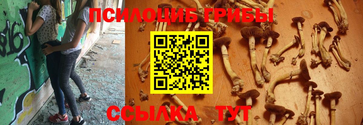 Псилоцибиновые грибы Psilocybine cubensis Богородицк